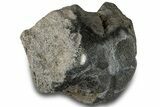 Polished Fossil Dinosaur Bone (Gembone) Section - Wyoming #309407-1